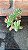 Sedum Aurora Pote 6 - Imagem 1