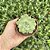 Echeveria Hiarium Pote 9 - Imagem 2