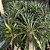 Pachypodium Lamerei Pote 20 (palmeira De Madagascar) - Imagem 2