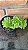 Sedeveria Letizia Cristata Pote 11 - Imagem 2