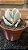 Cotyledon Orbiculata pote 11 - Imagem 1
