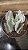 Cotyledon Orbiculata pote 11 - Imagem 3