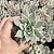 Echeveria Subalpina Pote 9 - Imagem 1