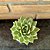 Echeveria Agavoides Estrela Pote 11 - Imagem 1