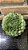 Echeveria Setosa Var Ciliata Pote 11 - Imagem 1