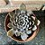 Echeveria San Luis pote 11 - Imagem 1