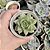 Echeveria Red Flame Pote 9 - Imagem 1