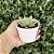 Echeveria Red Flame Pote 9 - Imagem 2