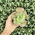 Echeveria Can Can Pote 9 - Imagem 1
