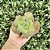 Echeveria Can Can Pote 9 - Imagem 2