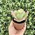 Echeveria Can Can Pote 9 - Imagem 3