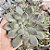 Echeveria Chloe Pote 9 - Imagem 1