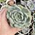 Echeveria Premera Pote 9 - Imagem 1