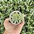 Echeveria White Snow Pote 9 - Imagem 3