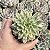 Echeveria Green Emerald Variegata Pote 9 - Imagem 1