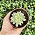 Echeveria Green Emerald Variegata Pote 9 - Imagem 3