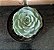 Echeveria Sara Hime Botan pote 9 - Imagem 1