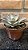 Echeveria Gisele Pote 11 - Imagem 2