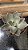 Echeveria Gisele Pote 11 - Imagem 1