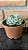 Echeveria Hyalina Pote 11 - Imagem 2