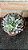 Echeveria Brisa Cristata Pote 11 - Imagem 1