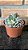 Echeveria Brisa Cristata Pote 11 - Imagem 3