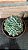 Echeveria Humberto Vila Cristata Pote 11 - Imagem 1