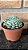 Echeveria Humberto Vila Cristata Pote 11 - Imagem 2