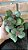 Crassula Multicava Pote 11 - Imagem 2