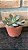 Echeveria Híbrida De Ness Pote 11 - Imagem 3