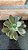 Echeveria Híbrida De Ness Pote 11 - Imagem 1