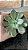 Echeveria Híbrida De Ness Pote 11 - Imagem 2