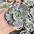 Echeveria Rosaura Pote 9 - Imagem 1