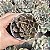 Echeveria Super Bowl Pote 9 - Imagem 1
