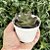 Echeveria Super Bowl Pote 9 - Imagem 2