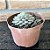 Graptoveria Super Primavera Cristata Pote 11 - Imagem 3