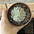 Graptoveria Super Primavera Cristata Pote 11 - Imagem 2