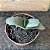 Gasteria Nítida Var Armstrongii Pote 11 - Imagem 1