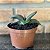 Gasteria Nítida Var Armstrongii Pote 11 - Imagem 2