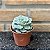 Echeveria Swirl Pote 9 - Imagem 2