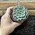 Echeveria Swirl Pote 9 - Imagem 3
