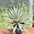 Agave Angustifolia (piteira Do Caribe) - Pote 24 - Imagem 1
