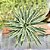 Agave Angustifolia (piteira Do Caribe) - Pote 24 - Imagem 2