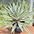 Agave Angustifolia (piteira Do Caribe) - Pote 24 - Imagem 3