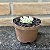 Echeveria Mebina Variegata Pote 09 - Imagem 2
