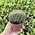 Cacto Gymnocalycium Mihanovichii Cristata Pote 9 - Imagem 2