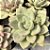 Echeveria Avocado Cream Pote 9 - Imagem 2