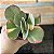 Kalanchoe Fantastic Pote 11 - Imagem 3