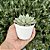 Graptoveria Orange Sherbet (korean) Pote 9 - Imagem 2