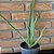 Aloe Babosa Pote 15 - Imagem 1